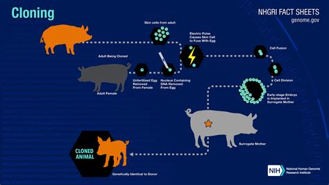 Cloning Fact Sheet .